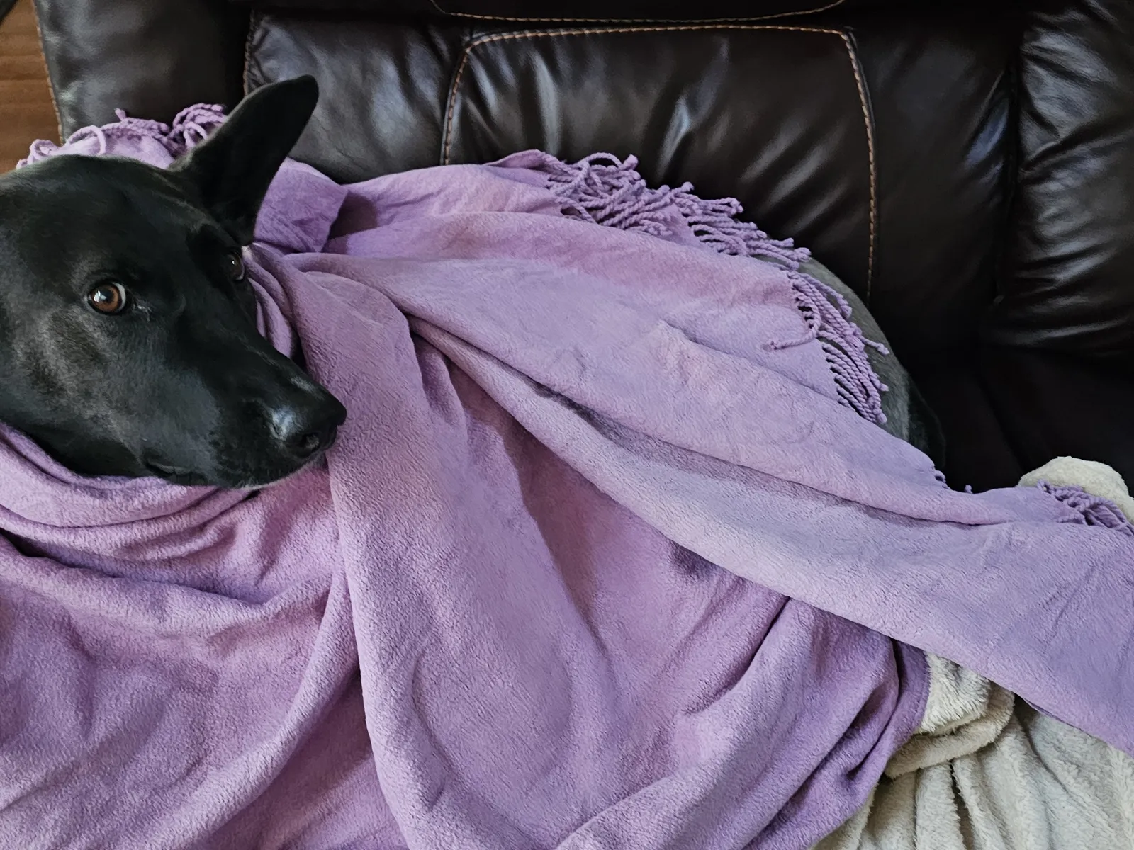 Building a Routine: What a Typical Day with a Malinois Looks Like